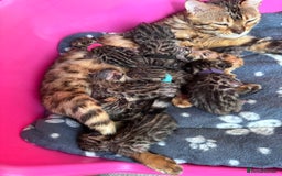 Bengal cats for sale: TICA Reg Bengal Kittens - Browns, Lynx & Mink - Image 24