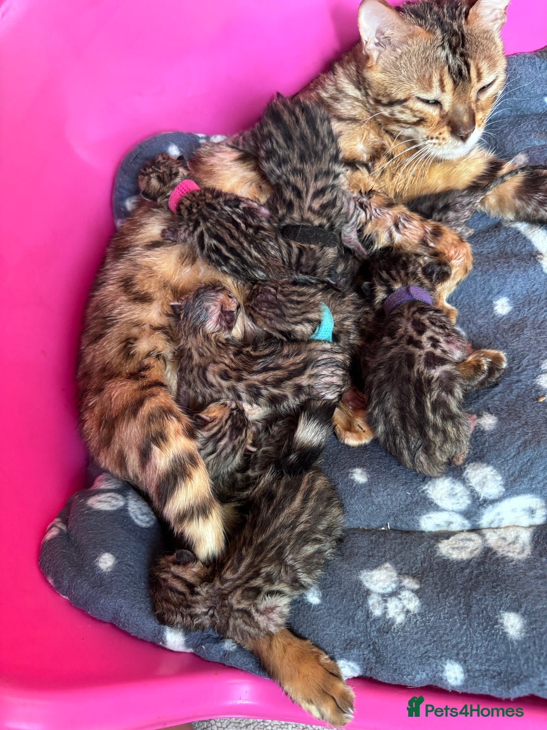 Bengal cats for sale: TICA Reg Bengal Kittens - Browns, Lynx & Mink - Image 24