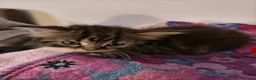 Persian cats for sale: Persion x  - Advert 3