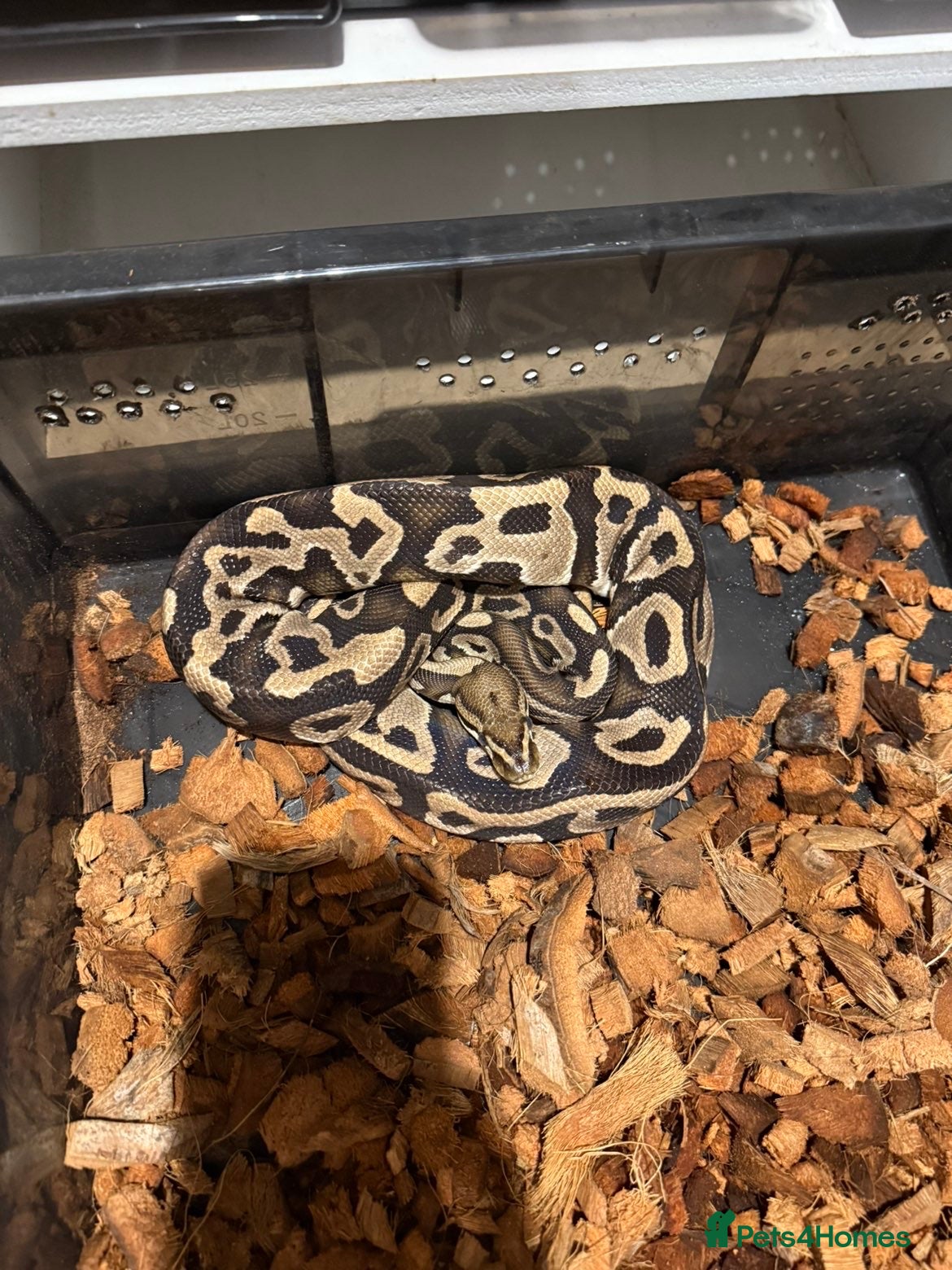 Python Snake reptiles Ball python yearlings  - Advert 2