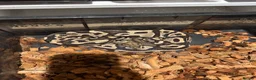 Python Snake reptiles for sale: Ball python yearlings  in Crewe - Advert 2