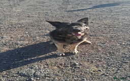 Mixed Breed dogs for sale: TANK the GSD X  - Image 1