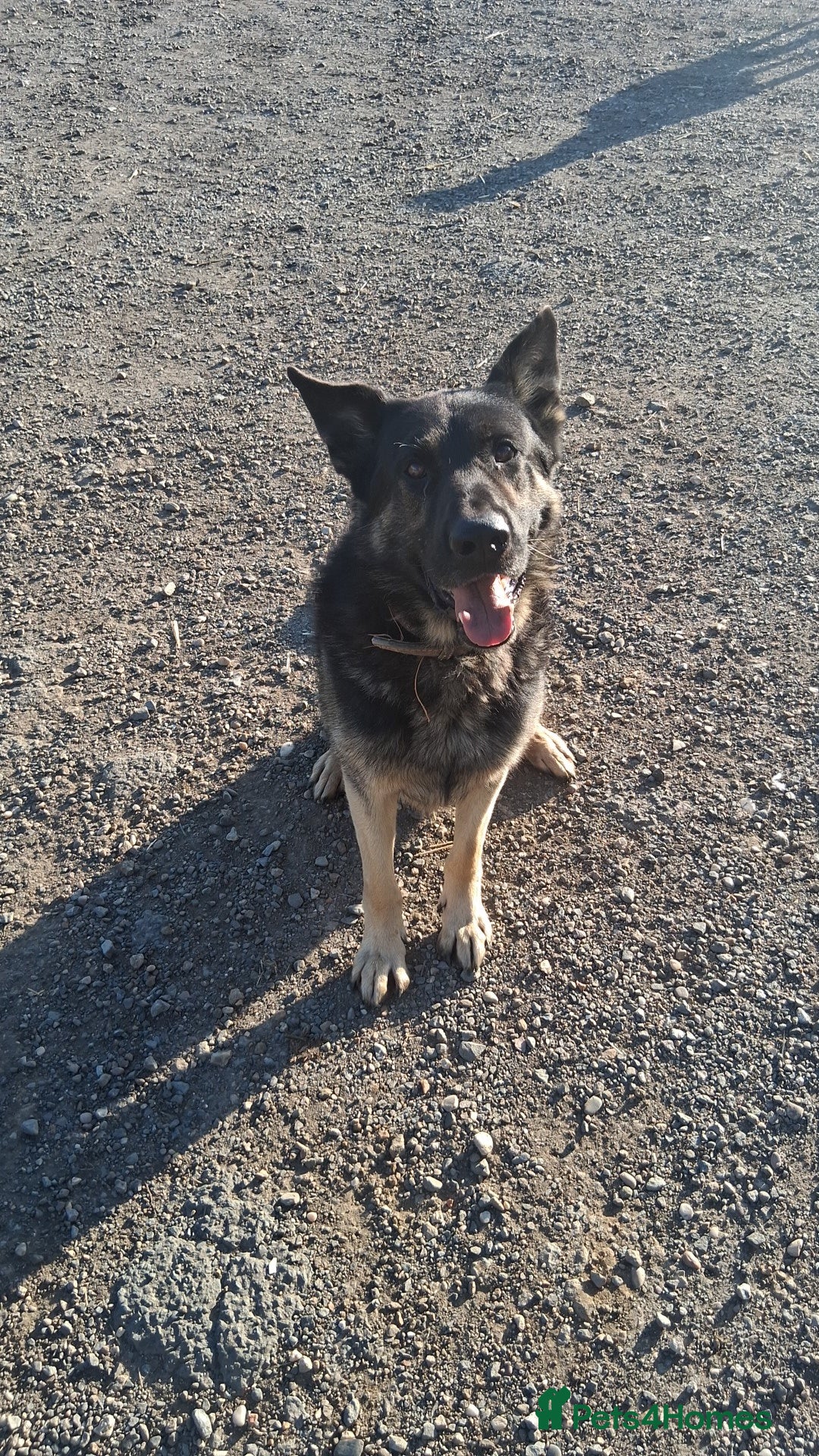 Mixed Breed dogs for sale: TANK the GSD X  - Image 1