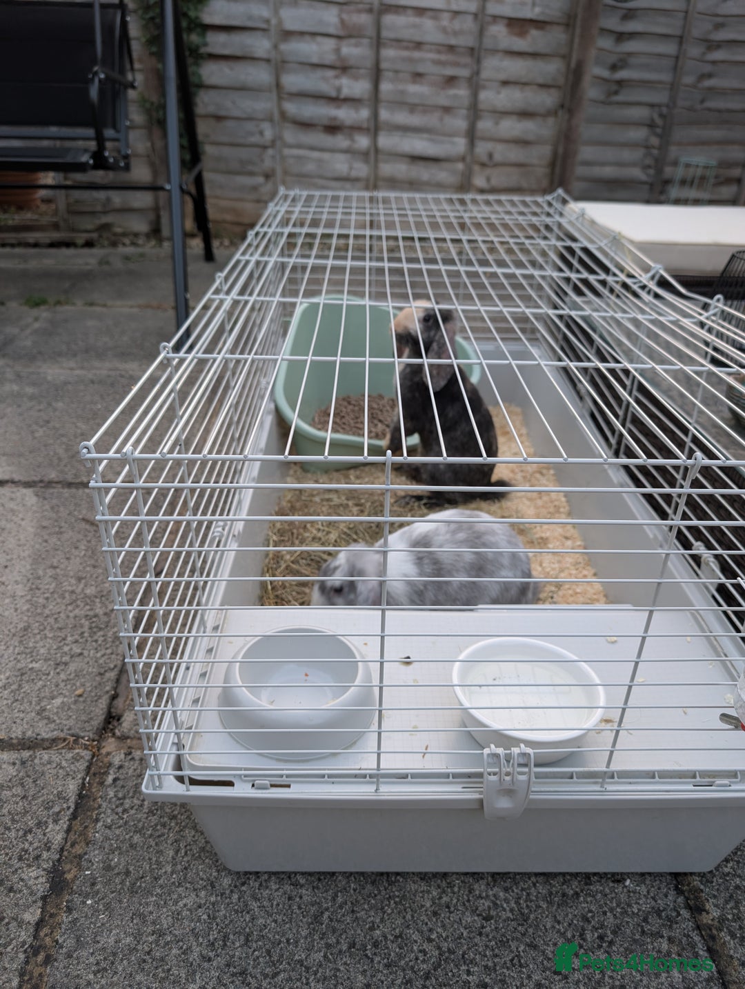 English Lop rabbits for sale: 2 male rabbits for sale - Image 2