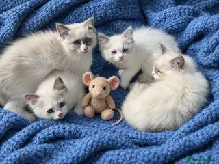 Ragdoll cats Gorgeous Ragdoll kittens READY NOW - Advert 7