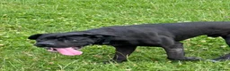 Cane Corso dogs for sale: 3 year old Cane Corso called Ryuk in Birmingham - Advert 3