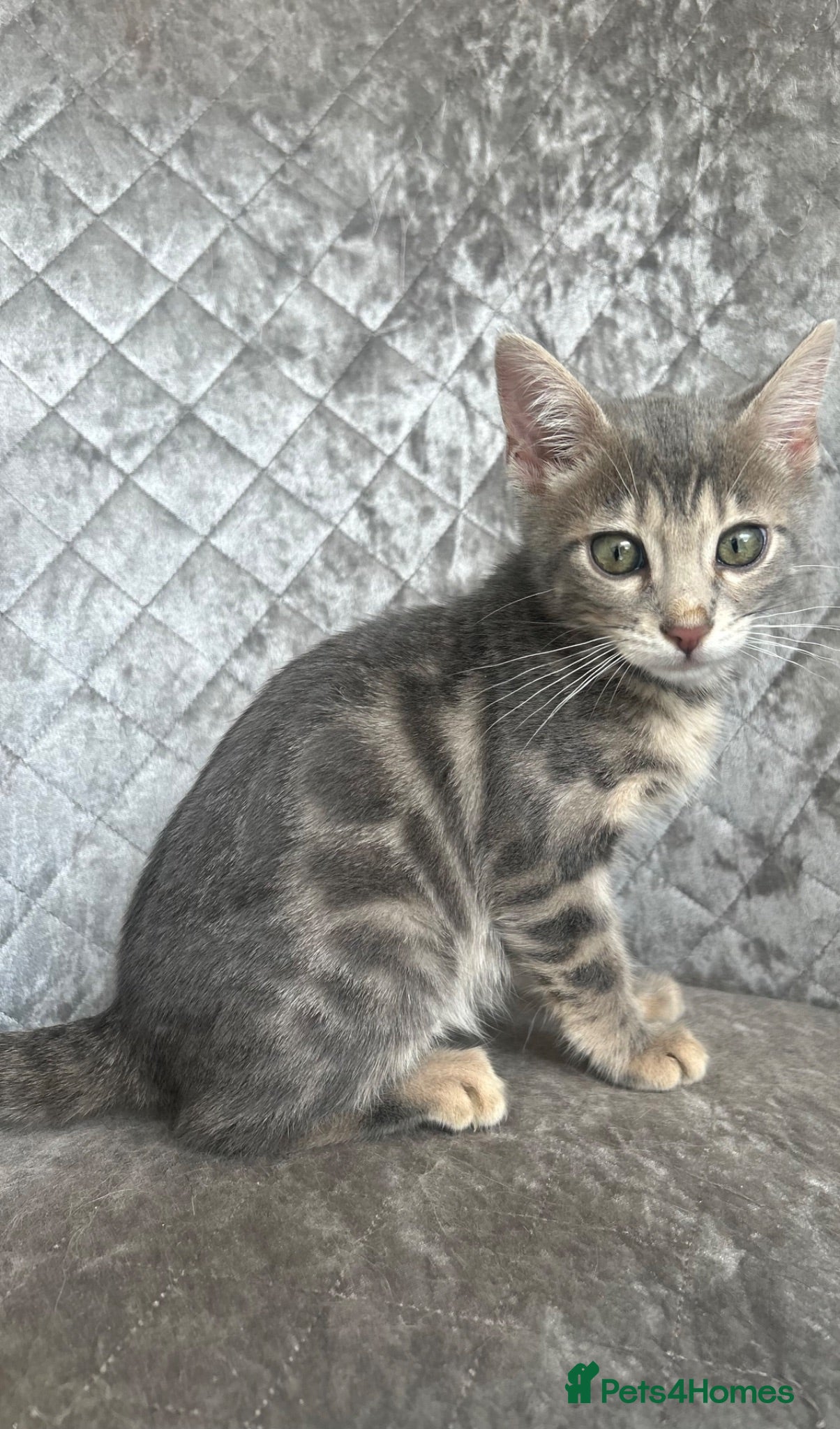Bengal cats 💙 Beautiful Blue Bengal Female Kitten TICA Reg - Advert 2