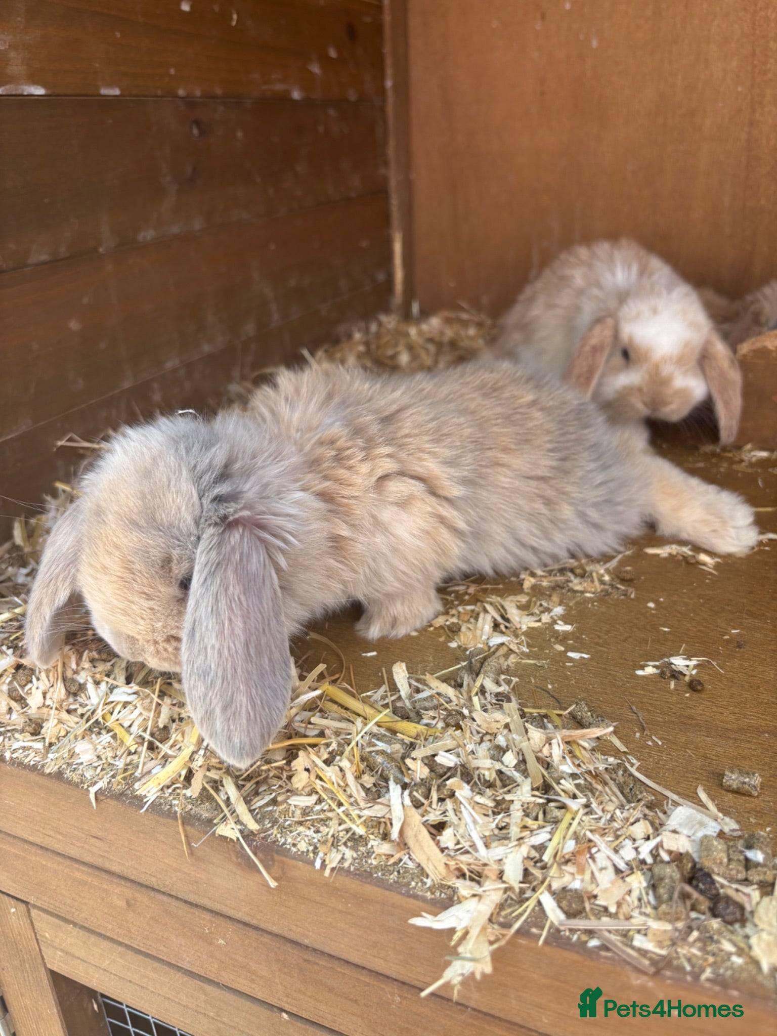French Lop rabbits Reduced price 3 left-Beautiful French lop rabbits  - Advert 1