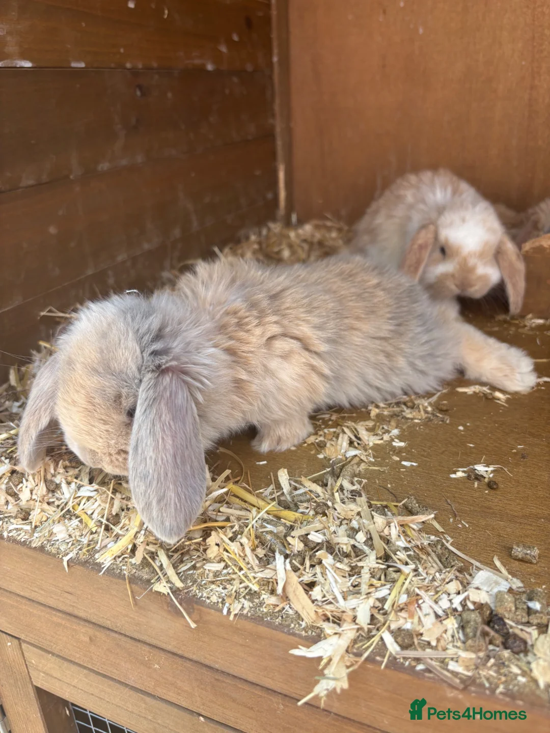 French Lop rabbits for sale: Beautiful French lop rabbits  - Advert 1