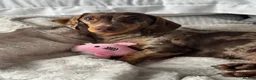 Miniature Dachshund dogs for sale: 2 girl miniature dachshund  in Ashford - Advert 1