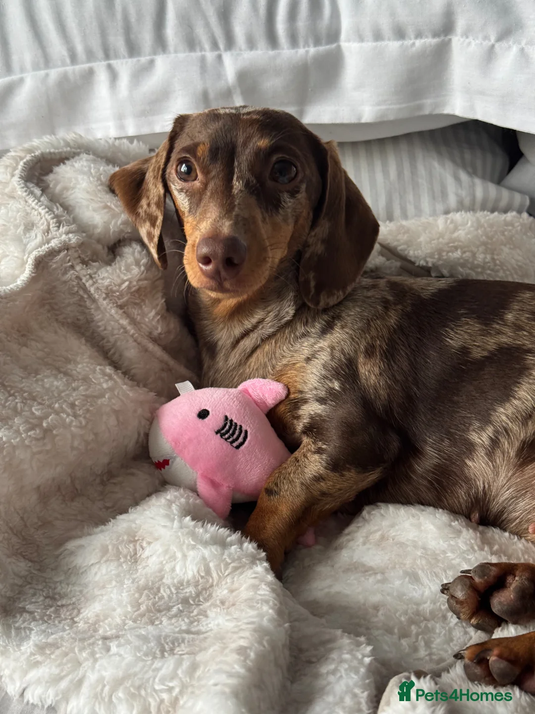 Miniature Dachshund dogs for sale: 2 girl miniature dachshund  in Ashford - Advert 1