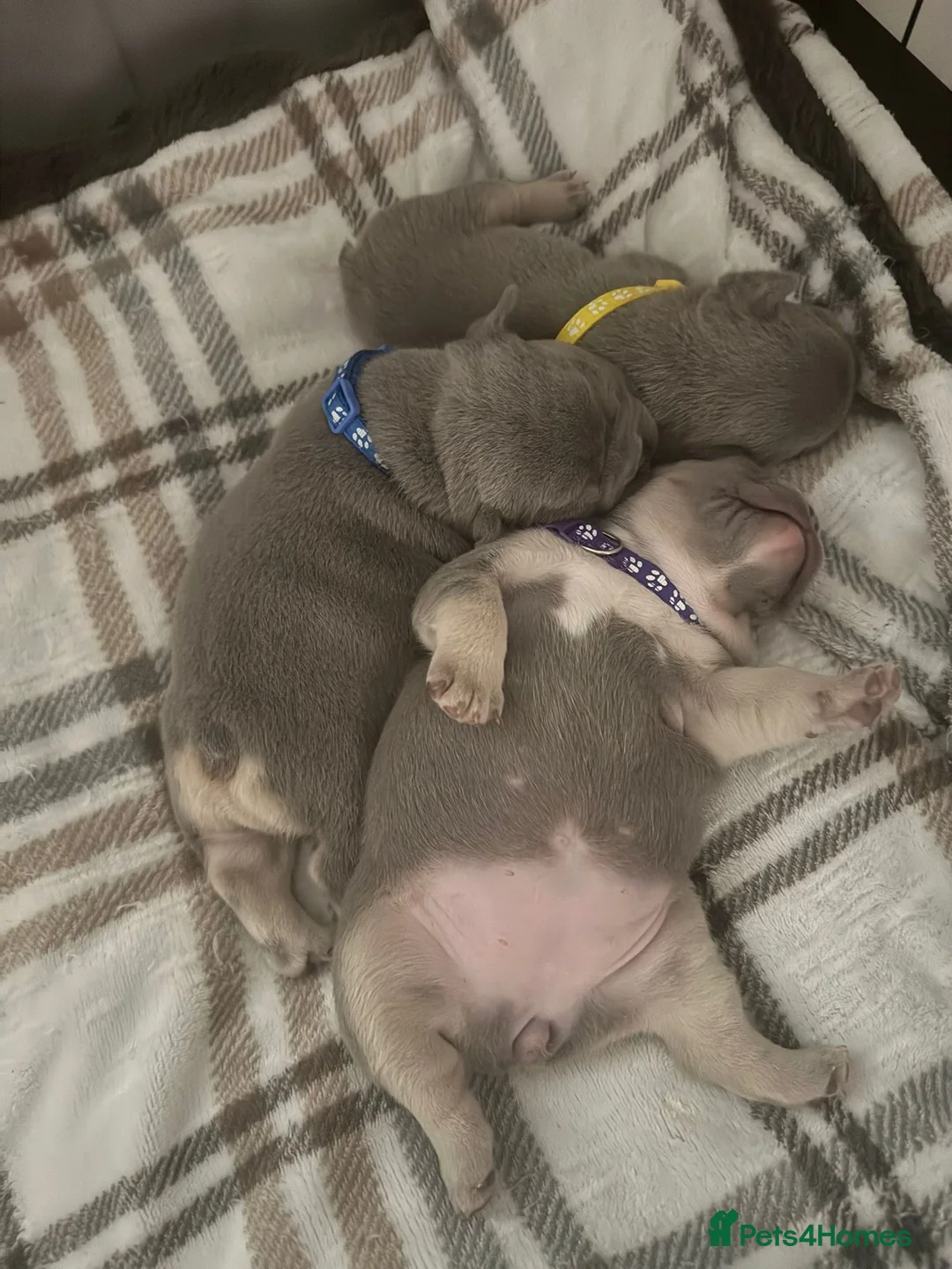 French Bulldog dogs for sale: Lilac & Tan KC Reg French Bulldog puppies  - Advert 6