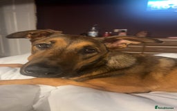 Mixed Breed dogs for sale: Friendly Active Girl  - Image 3