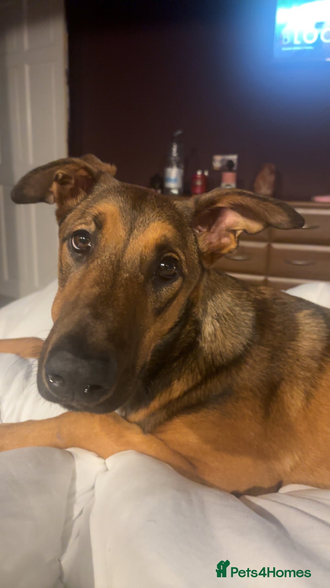 Mixed Breed dogs for sale: Friendly Active Girl  - Image 3