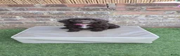 Cavapoo dogs for sale:  Rare Mini f1 chocolate cavapoo - Advert 4