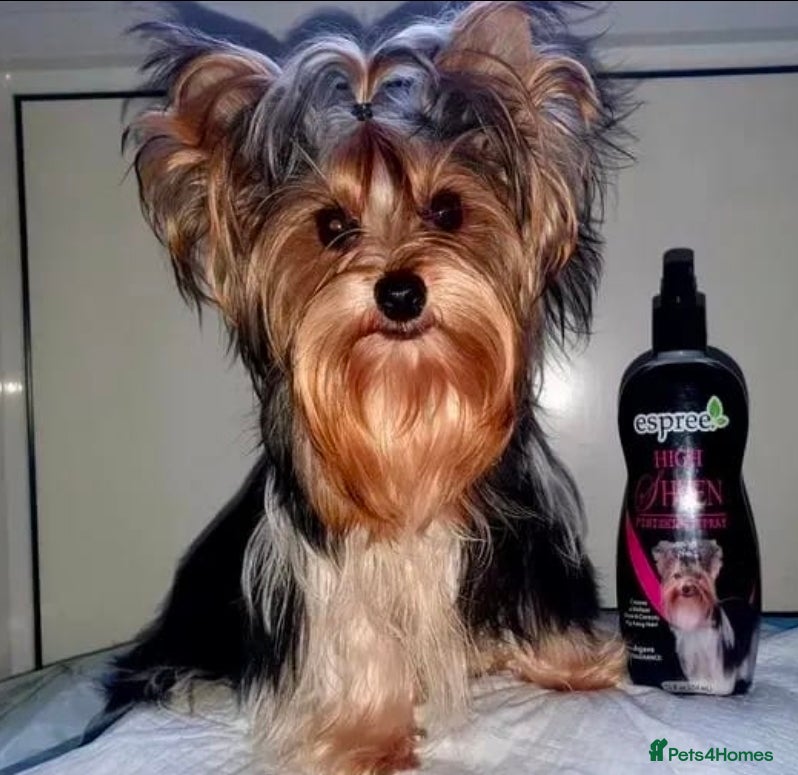 Yorkshire Terrier dogs Stunning Boy!  - Advert 21