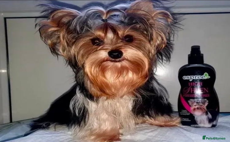 Yorkshire Terrier dogs - Advert 2