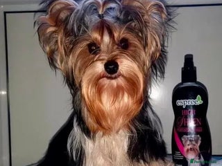 Yorkshire Terrier dogs - Advert 2