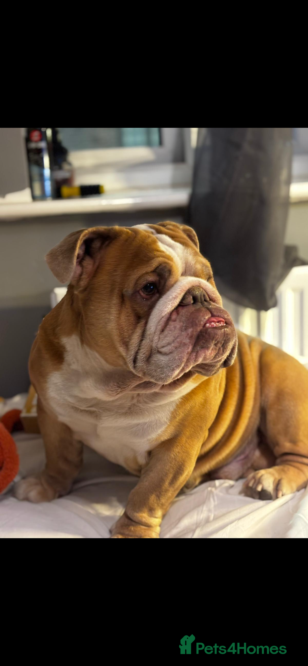 English Bulldog dogs for sale: Rubble the bulldog  - Image 5