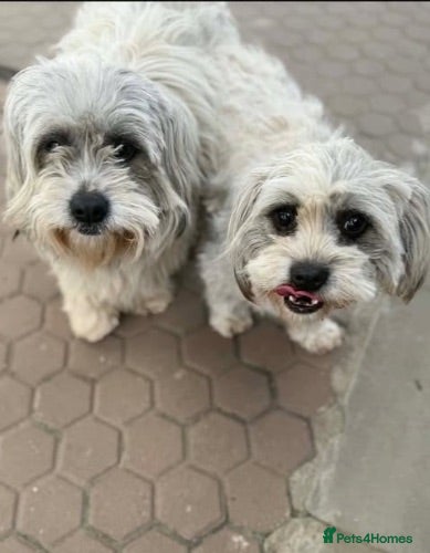 Mixed Breed dogs Millie & Max – Bonded Siblings - Advert 1