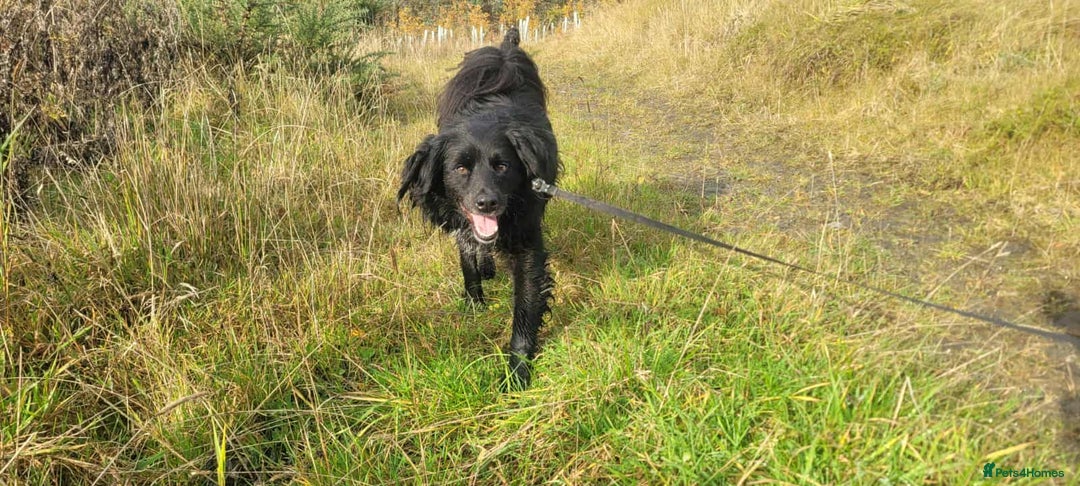 Mixed Breed dogs for adoption: Meet Nero - Advert 2