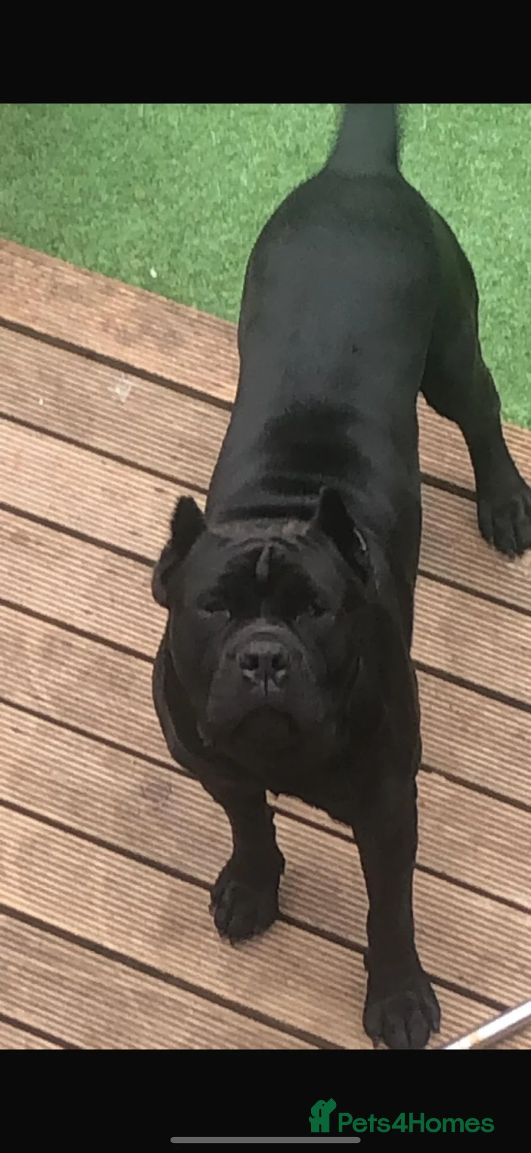 Cane Corso dogs for sale: Cane Corso puppies in Bromsgrove - Advert 2