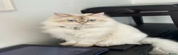 British Longhair cats for sale: British long hair White colour point  - Advert 6