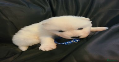 Samoyed dogs - Advert 6