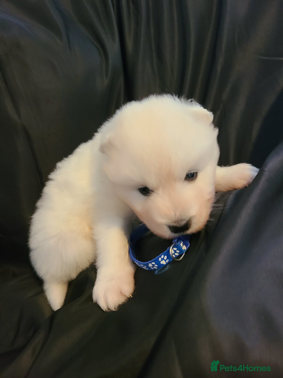 Samoyed dogs for sale: 🐾 Exceptional Pedigree Samoyed Puppies  🐾 - Image 3