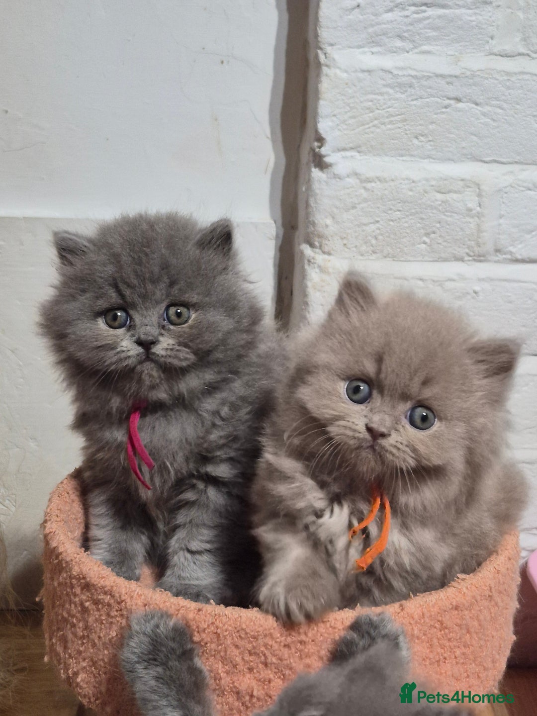 British Shorthair cats for sale: GCCF Registered British Sh & Lh Kittens - Champion - Image 16
