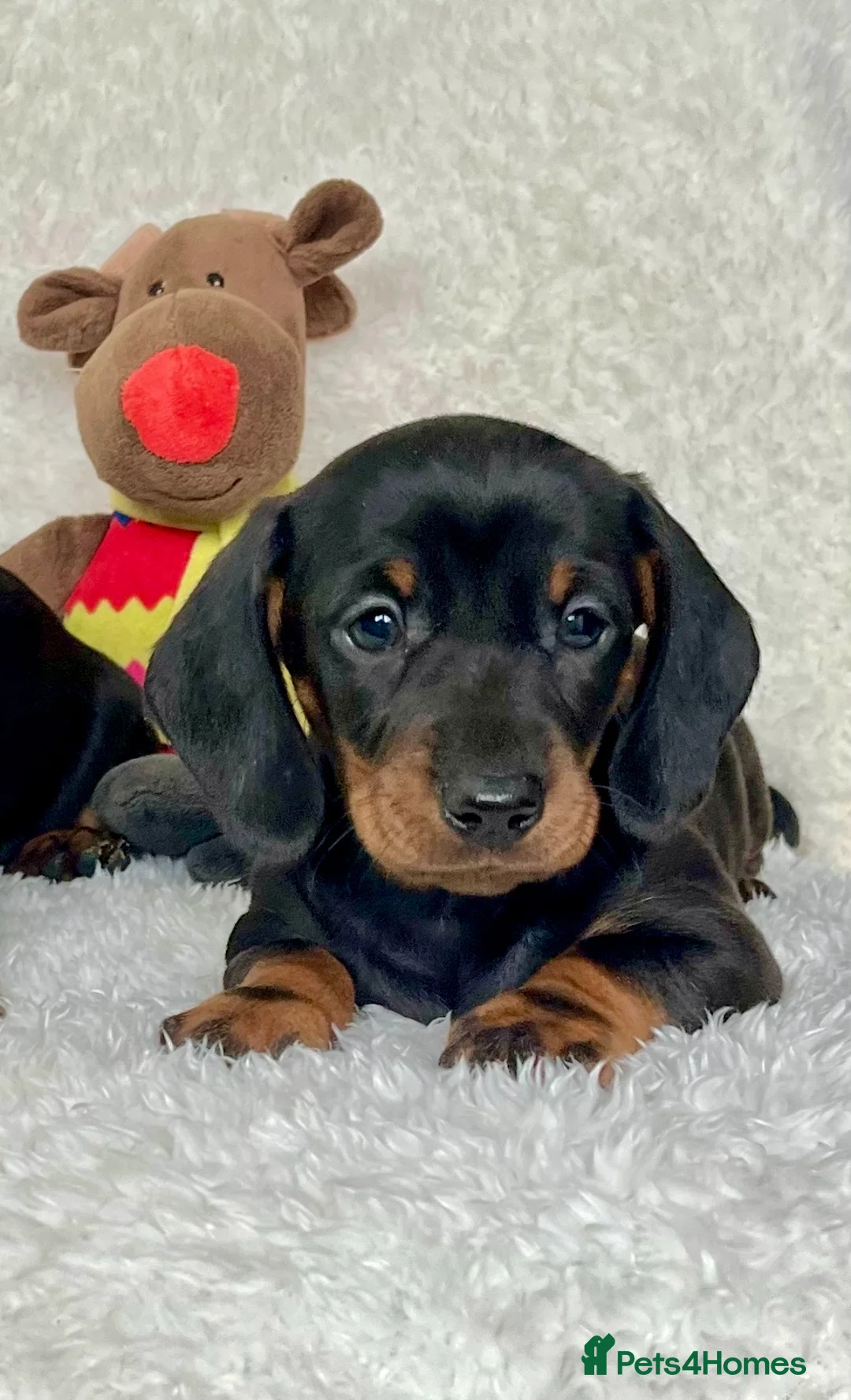 Dachshund dogs for sale: Adorable miniature dachshund puppies  - Advert 1