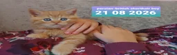 British Shorthair cats for sale: Variety of colours kittens Bradford  - Advert 15