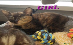 Mixed Breed cats for sale: Mixed breed Beautiful kittens - Image 5