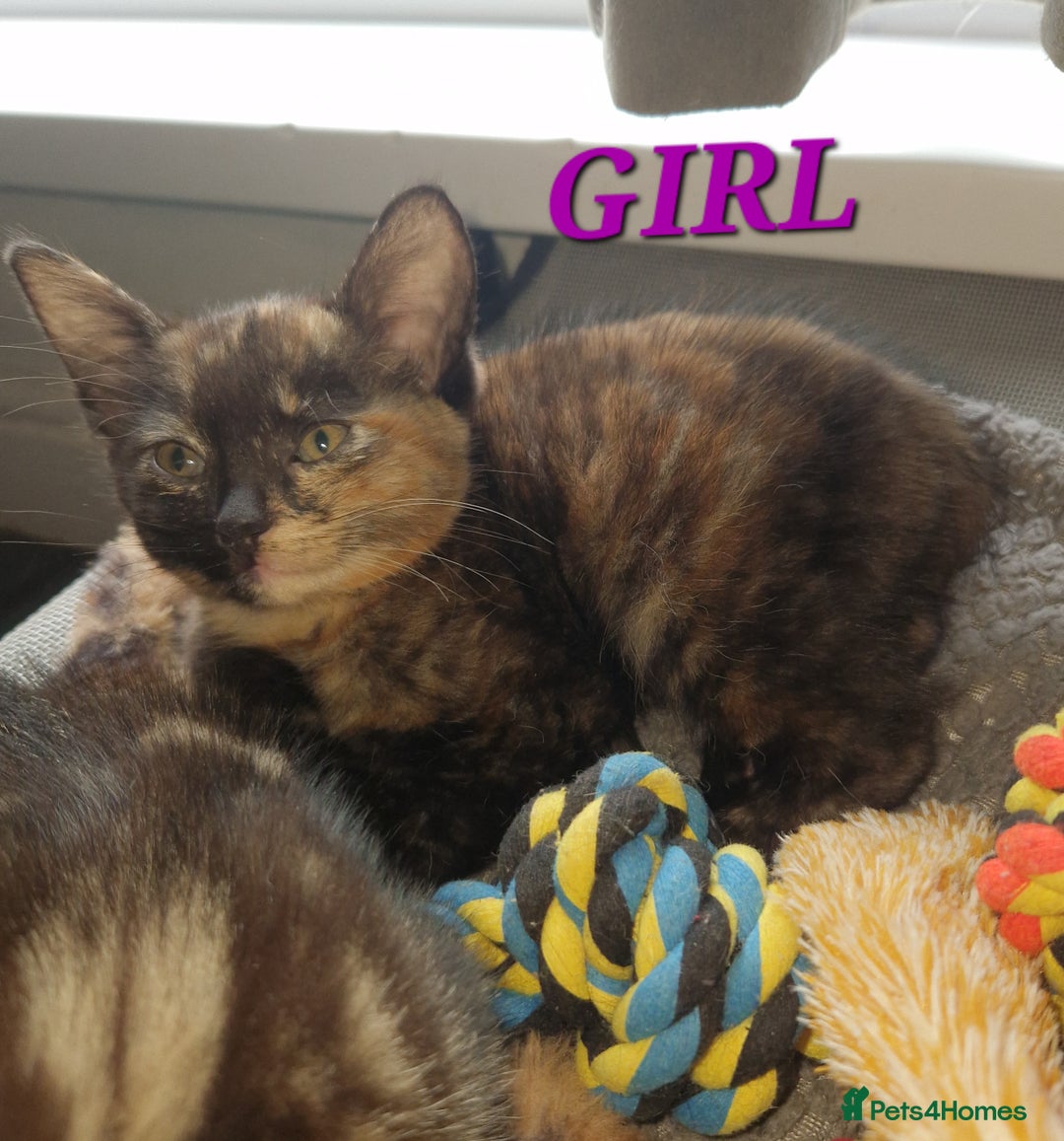 Mixed Breed cats for sale: Mixed breed Beautiful kittens - Image 5