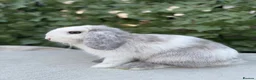 Mini Lop rabbits for sale: Mini Lop Female Chocolate Magpie - Advert 4