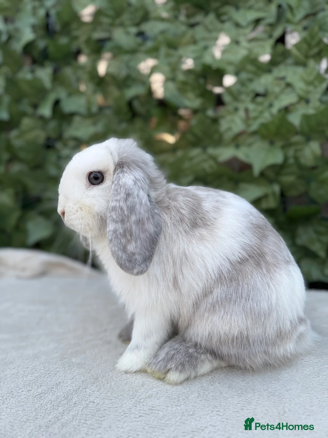 Mini Lop rabbits for sale: Mini Lop Female Chocolate Magpie - Advert 4
