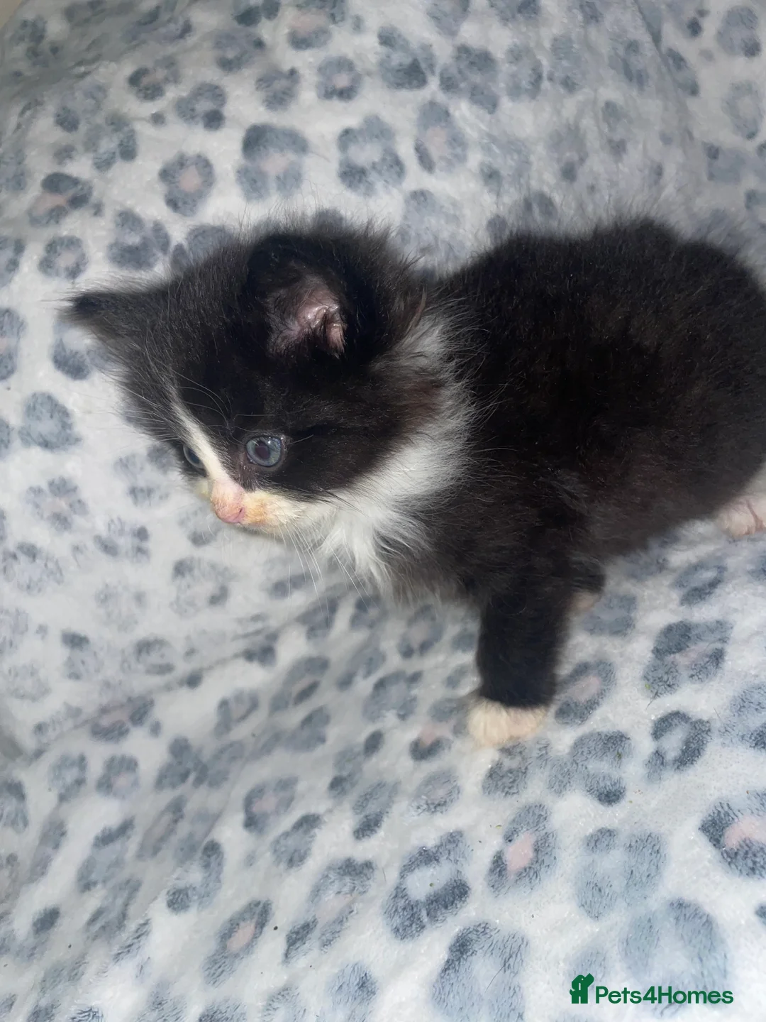 Mixed Breed cats for sale: ready to leave now! black and white kittens - Advert 5