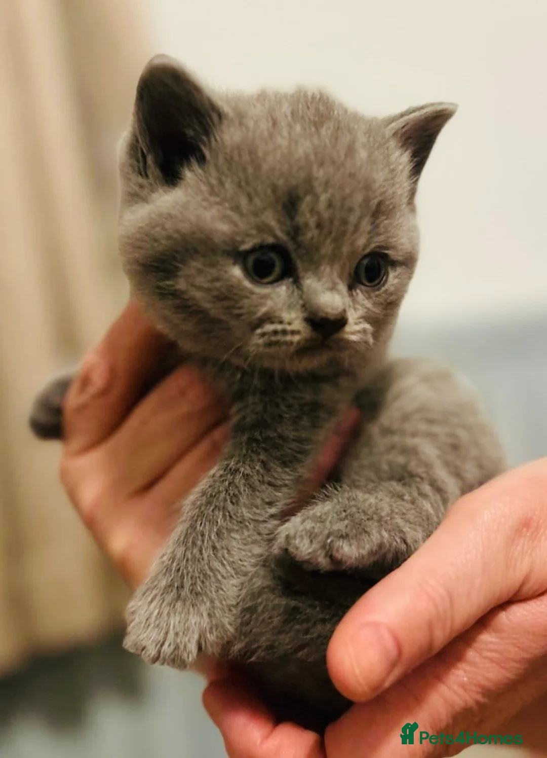 British Shorthair cats for sale: 🏆CHAMPION BLOODLINES🏆.British Shorthair Kittens. - Advert 1