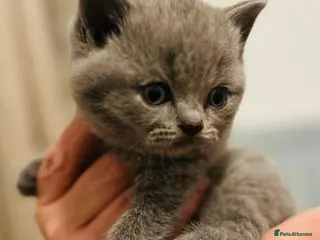 British Shorthair cats 🏆CHAMPION BLOODLINES🏆.British Shorthair Kittens. - Advert 12