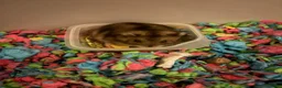 Hamster rodents for sale: **Hamster & cage for sale** - Advert 2