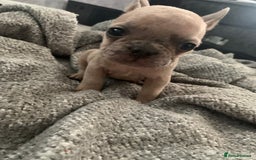 French Bulldog dogs for sale: REDUCED!!🥰Ready SOON 🐾 French bulldog puppies - Image 5