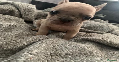 French Bulldog dogs - Advert 3