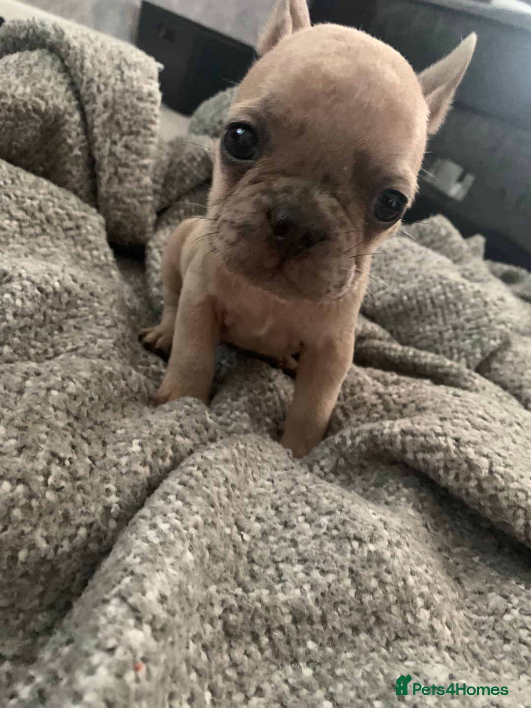 French Bulldog dogs for sale: REDUCED!!🥰Ready SOON 🐾 French bulldog puppies - Image 5