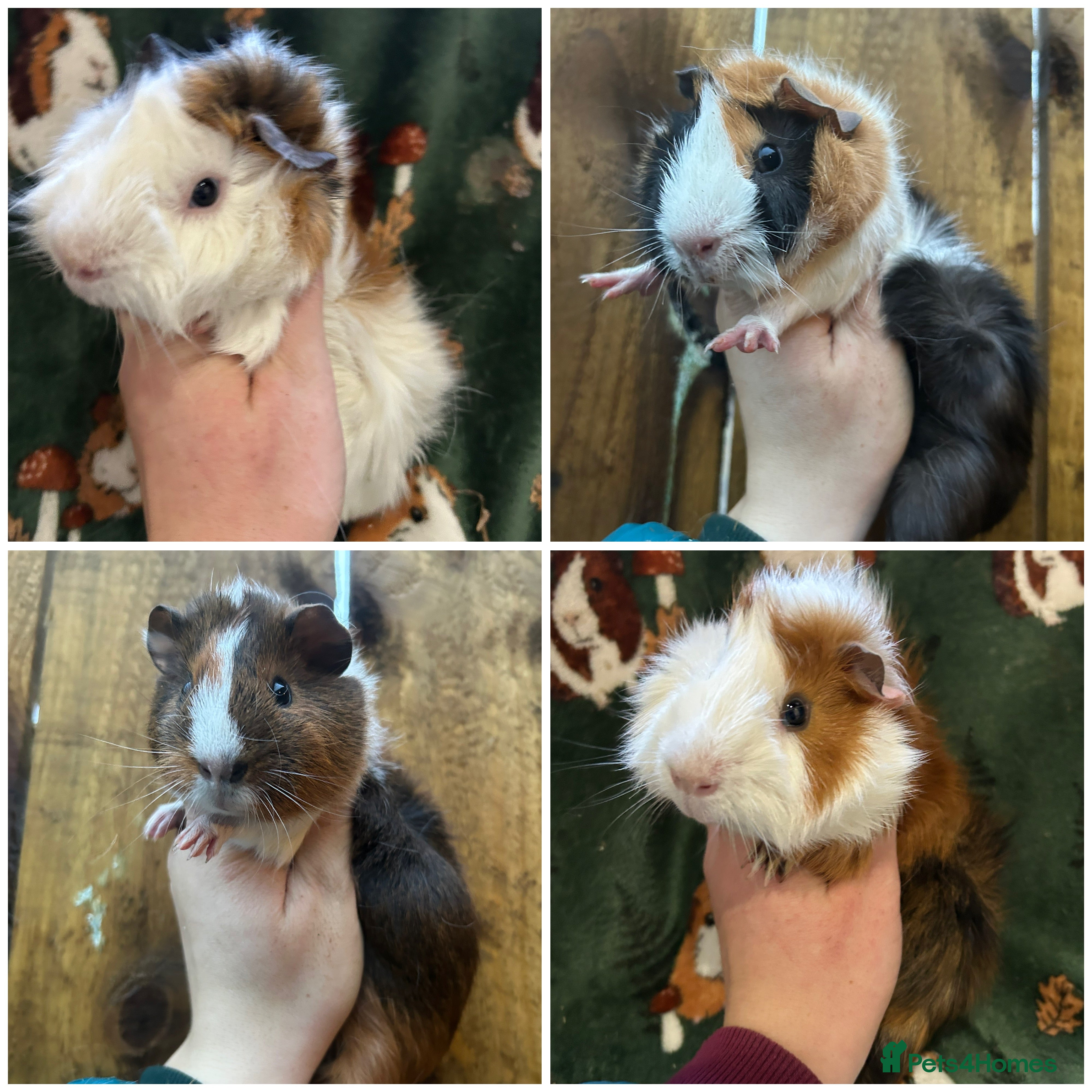 Guinea Pig rodents Baby Male Guinea pigs  - Advert 7