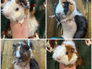 Guinea Pig rodents Baby Male Guinea pigs - Advert 4
