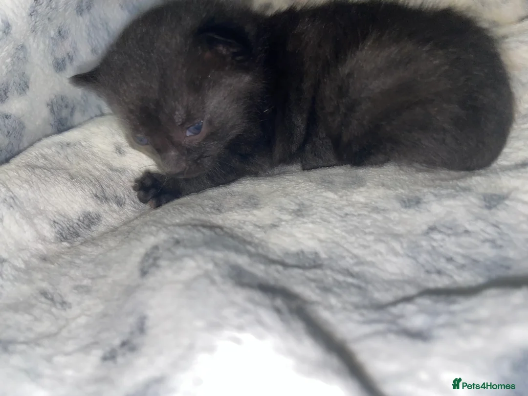Mixed Breed cats for sale: Beautiful black kitten - Advert 17