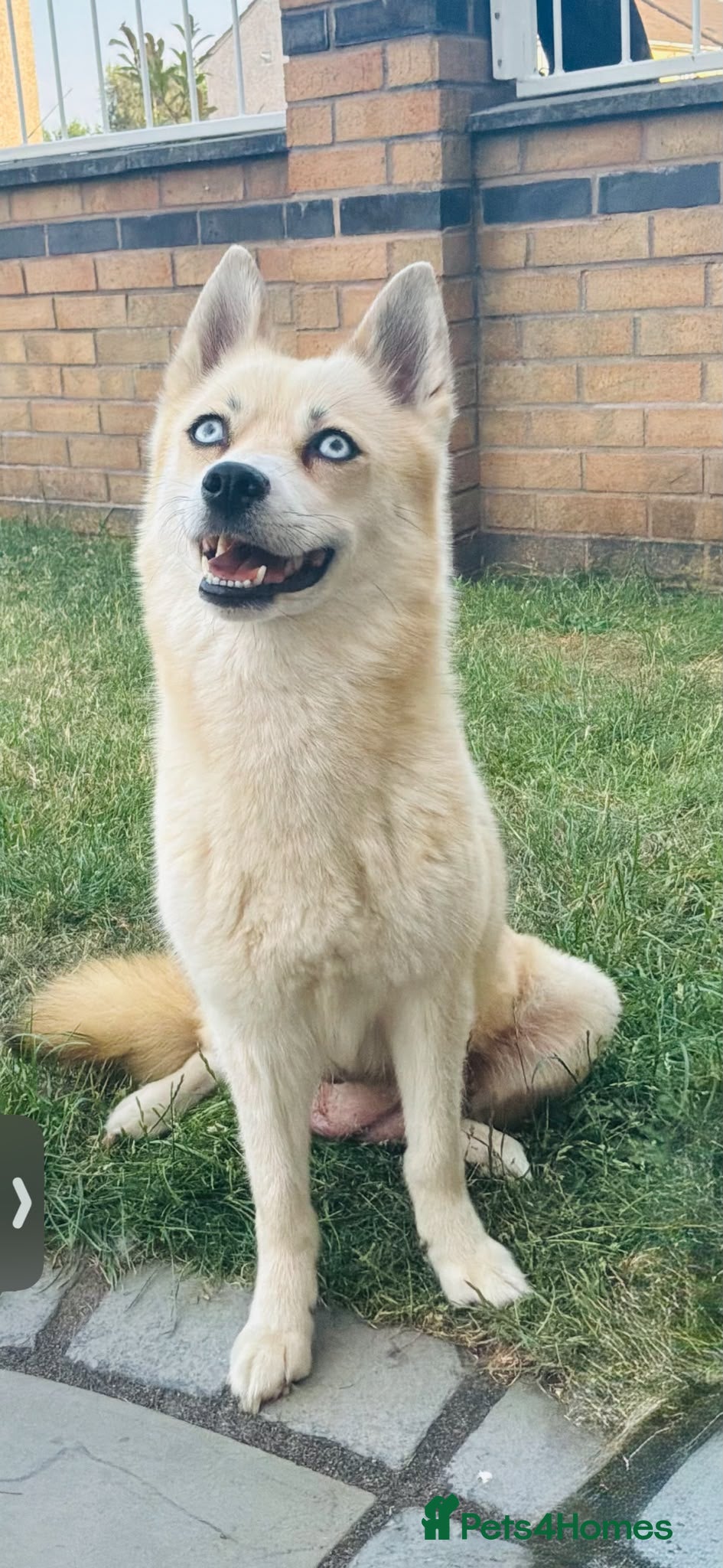 Pomsky dogs F3 pomsky puppy's for sale  - Advert 2