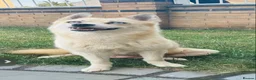 Pomsky dogs for sale: F3 pomsky puppy's for sale  - Advert 2