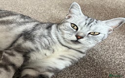 British Shorthair cats for sale: Silver tabby BSH cross - Image 10