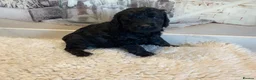 Mini Goldendoodle dogs for sale: F1 Goldendoodle - Advert 6